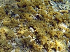 Saucer Leaf Brown Algae